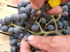 David Sterza Wine Tasting