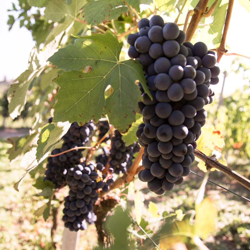 Beautiful Barbera