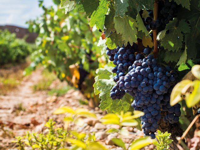 All About Tempranillo