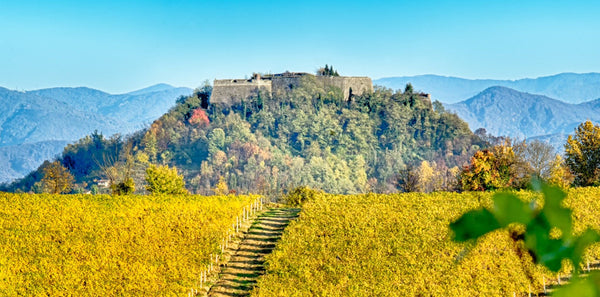 Dinner with the winemaker: Bergaglio