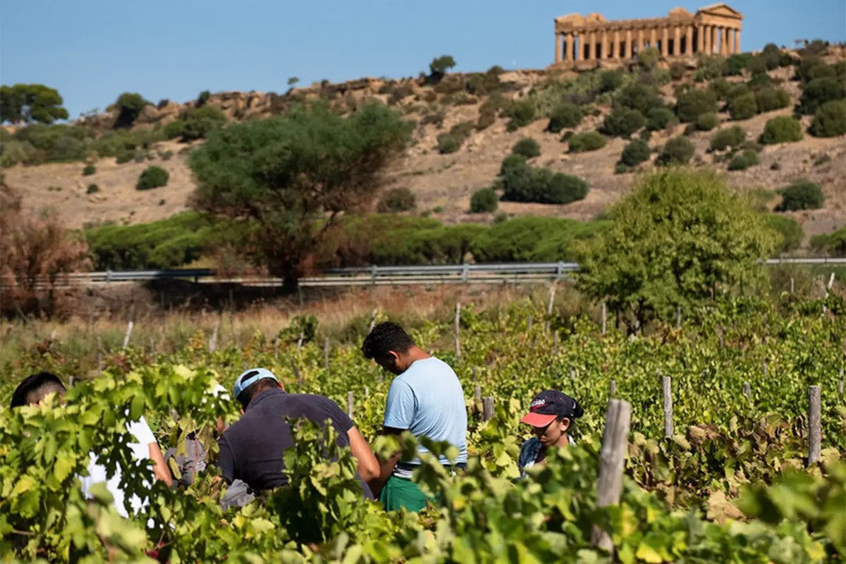 Dinner with the winemaker: CVA Canicattí