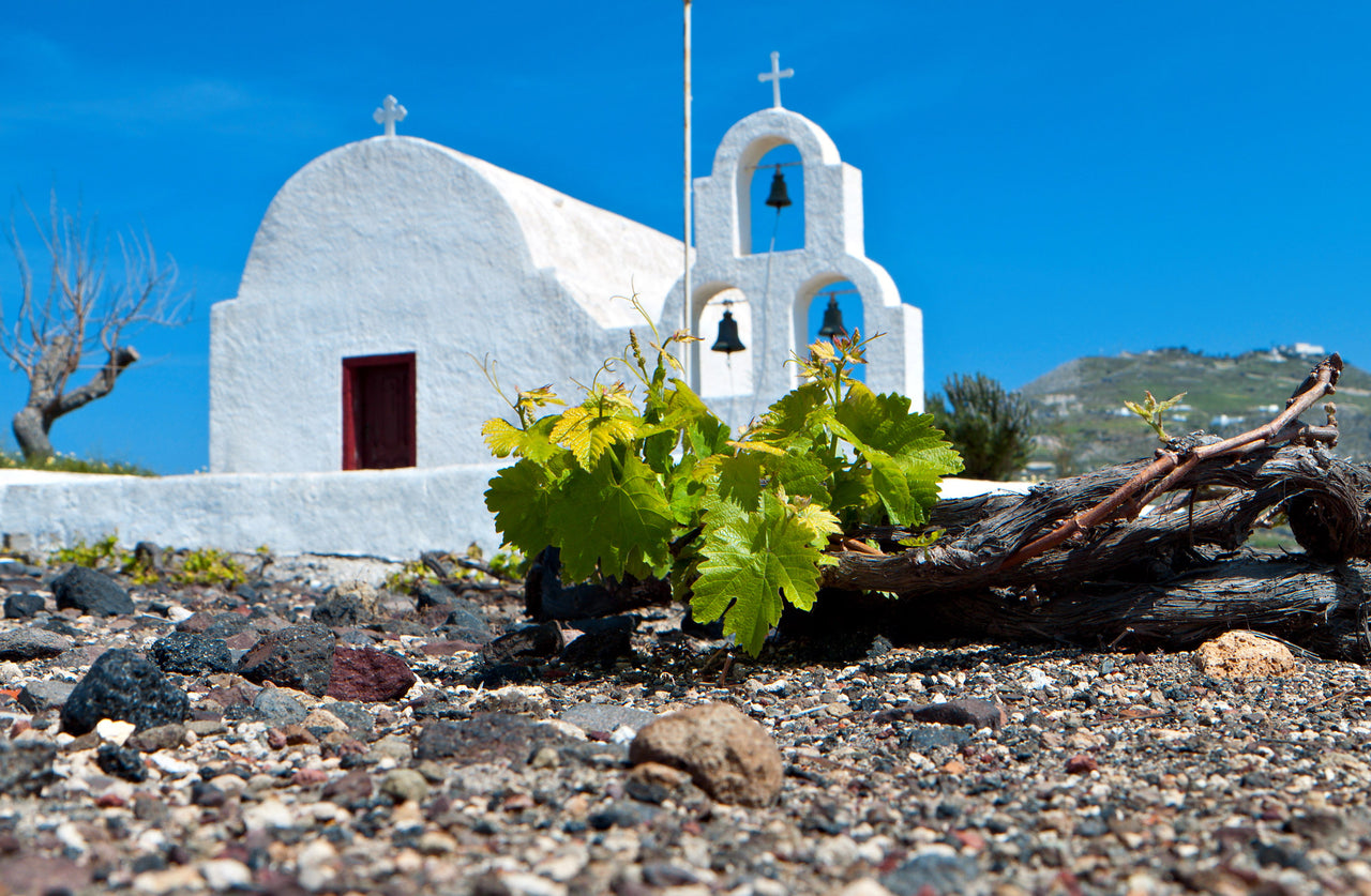 Greek Wine Tasting